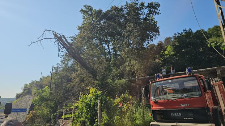 Kurumuş ağaç elektrik tellerinin üzerine devrildi, ormanda yangın çıktı