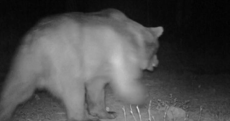 Karabük'te yaban hayatı fotokapana yansıdı