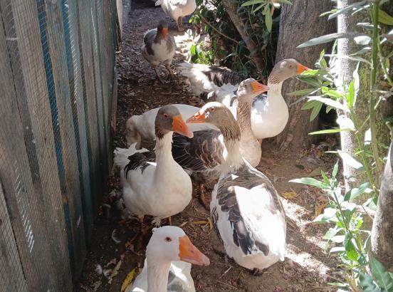 Denizde yüzdükleri için şikayet edilen kazlar kümese kapatıldı
