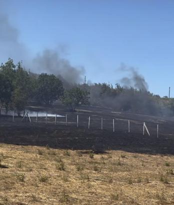 Bartın'da anız yangını ormana sıçradı