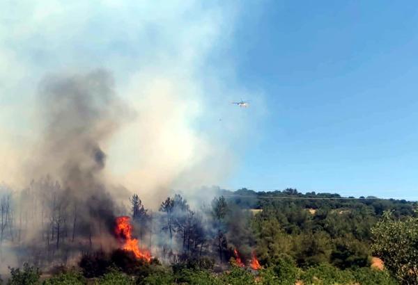 Tekirdağ'da orman yangını