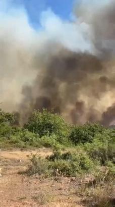 Kocaeli'de orman yangını