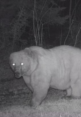 Sağ kulağı olmayan bozayı fotokapanda