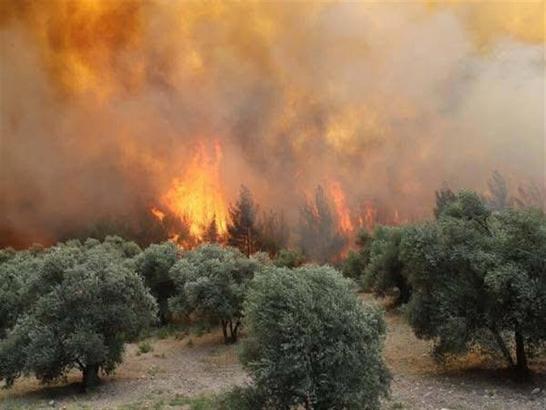 Manisa'daki orman yangını 20 saat sonra kontrol altında