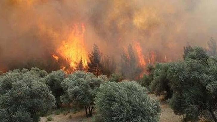 Manisa'daki orman yangını 20 saat sonra kontrol altında