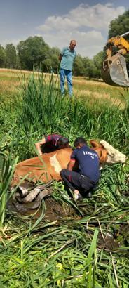 Bataklığa saplanan 2 büyükbaşı itfaiye ekipleri kurtardı