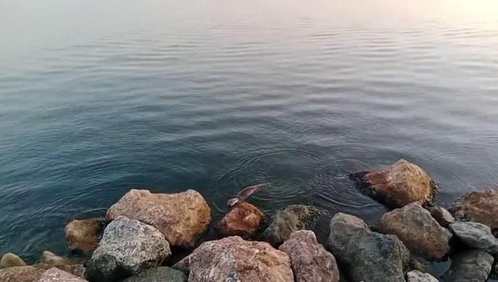 Zonguldak'ta su samuru görüntülendi