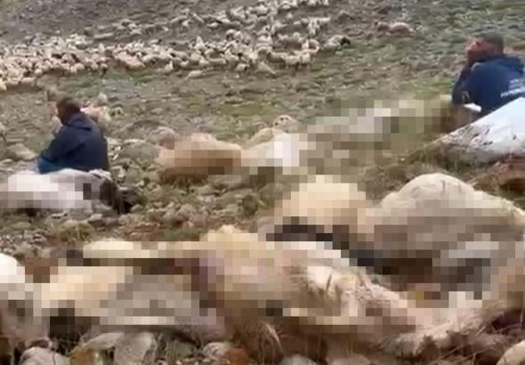 Tunceli’de yaylaya yıldırım düştü; 200 küçükbaş öldü