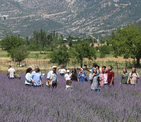 Lavanta tarlalarıyla kırsal mahalleler turizm merkezi oldu