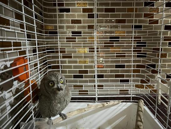 Yaralı bulunan 'ishak kuşu' tedaviye alındı