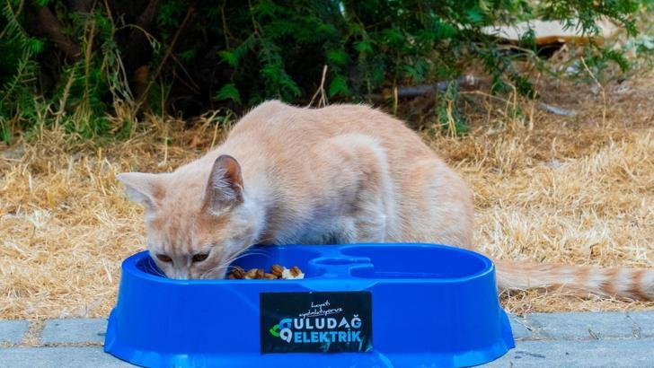 Uludağ Elektrik’ten sıcak yaz günlerinde sokak hayvanlarına destek