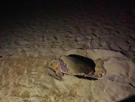 Pamucak sahiline yılın ilk deniz kaplumbağası yumurtalarını bıraktı