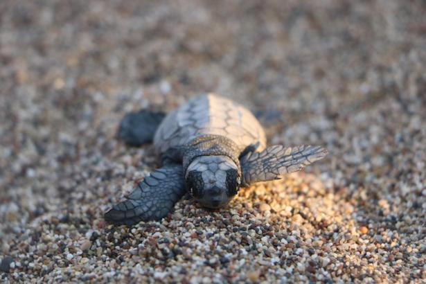 Çıralı'da deniz kaplumbağası yavrularının zorlu yolculuğu başladı