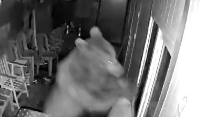 Ayının camını kırıp girdiği barakada yiyecek arayışı kamerada