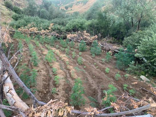 Bingöl’de 5 bin 520 kök kenevir ve skunk ele geçirildi