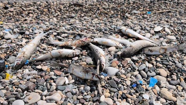 Mersin'de sahilde görülen balık ölümlerine inceleme