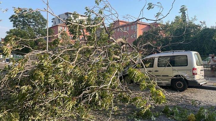 Aydın’da süs ağacı araçların üzerine devrildi