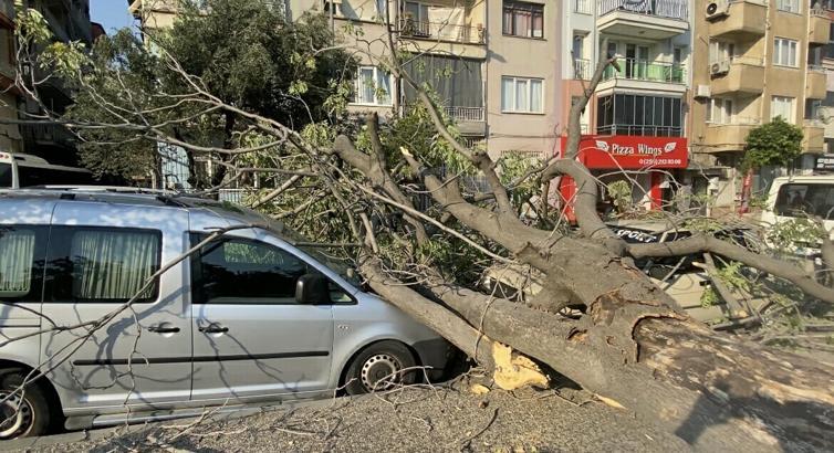 Aydın’da süs ağacı araçların üzerine devrildi