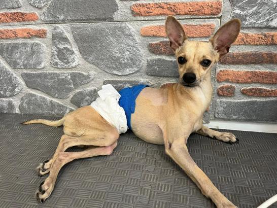 Ayrılan çift, klinikte tedavi gören köpekleri 'Lucky'i terk etti
