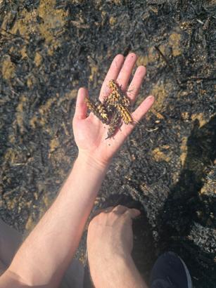 Yangında zarar gören çiftçilere gübre ve tohum desteği verilecek