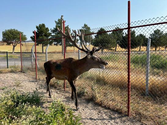Kara yoluna inen geyik korumaya alındı
