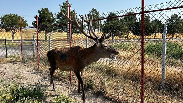 Kara yoluna inen geyik korumaya alındı
