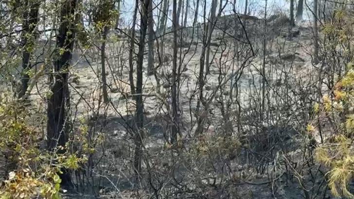 Karabük’te orman yangını 2 saatte kontrol altına alındı