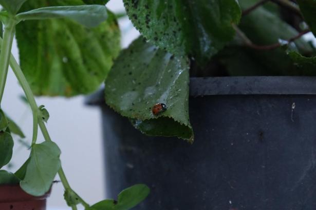 Çorum'da yaprak bitiyle mücadele için uğur böcekleri doğaya salındı