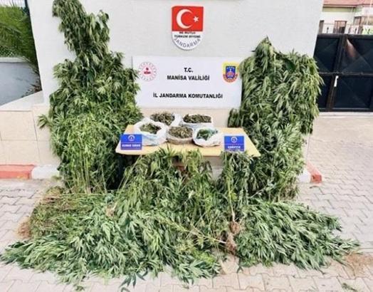 Manisa'da 2 bin 903 kök kenevir ve 8 kilo 820 gram kubar esrar ele geçirildi