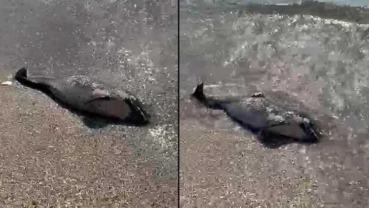 Tekirdağ'da kıyıya ölü yunus vurdu