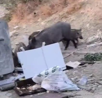 Hatay’da yiyecek arayan yaban domuzu ve yavruları görüntülendi