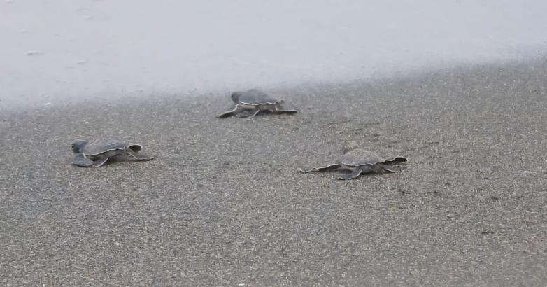 Hatay'da yeşil deniz kaplumbağası yavruları denizle buluşmaya başladı