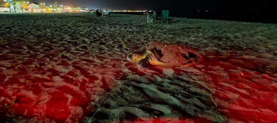 Didim'de caretta carettalar son yumurtalarını bırakmak için sahile çıkıyor