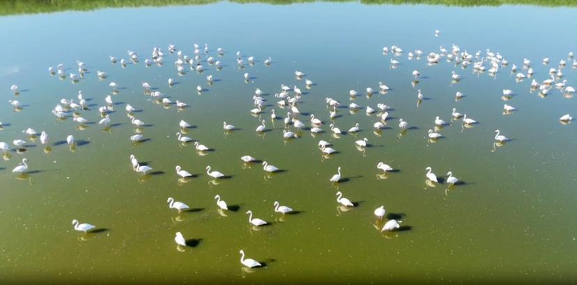 Kuruma riski altındaki gölün 'dert ortağı', allı turnalar