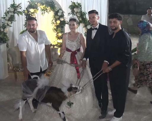 Çanakkale’de gelin ve damada buzağı hediye edildi