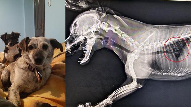 Sahipli köpeği öldüren sanığa 2,5 yıl hapis