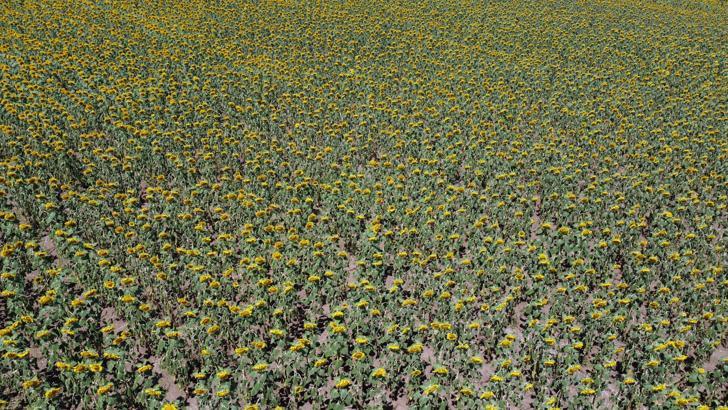 Edirne’de kuraklığın etkilediği ayçiçeğinde üretici erken hasada hazırlanıyor
