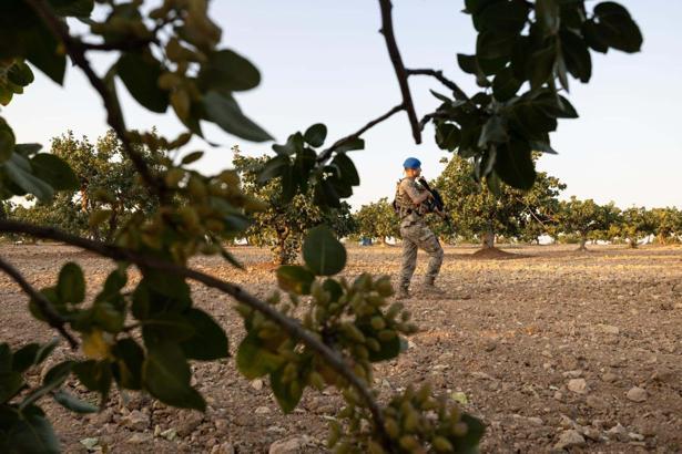 Antep fıstığında hırsızlığa karşı jandarmadan önlem