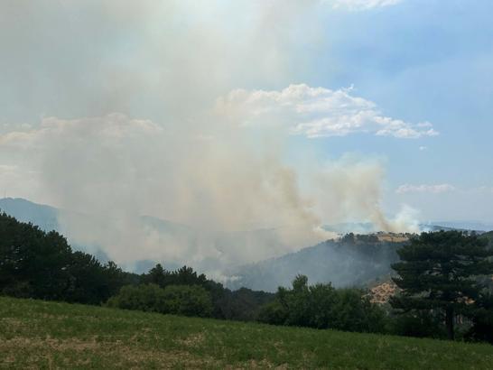 Uşak'ta orman yangını