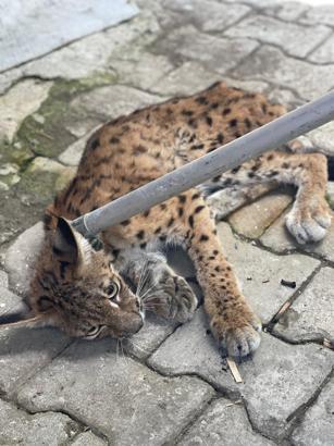 Tavuk kümesine giren vaşak itfaiye ekiplerince yakalandı