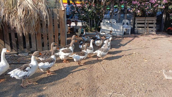 DHA'nın haberi sonrası kümese kapatılan kazlara 'şartlı tahliye' geldi