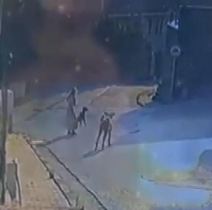 İstanbul- Sarıyer'de sokak köpeklerinin saldırısı kamerada; kadın ve köpeği zor anlar yaşadı