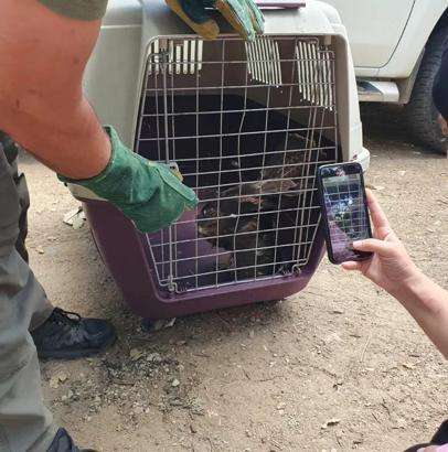Kırklareli’de yaralı bulunan şahin, koruma altına alındı