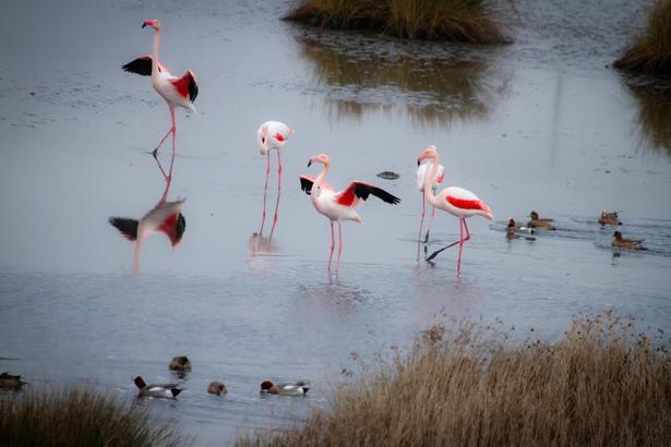 Türkiye'nin tapulu tek lagününde kuraklık ve müsilaj tehdidi