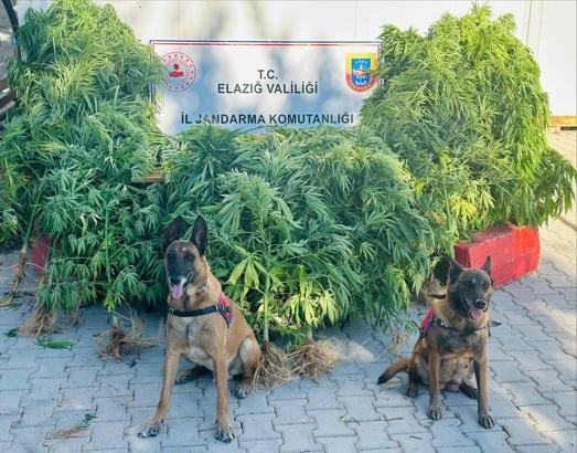 Elazığ’da 511 kök kenevir ve 5 kilo 50 gram esrar ele geçirildi