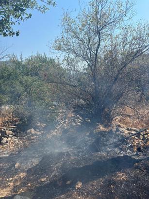 Makilik yangını ormana sıçramadan söndürüldü