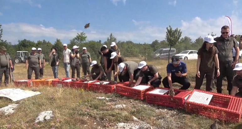 Kastamonu'da 2 bin 100 kınalı keklik doğaya salındı