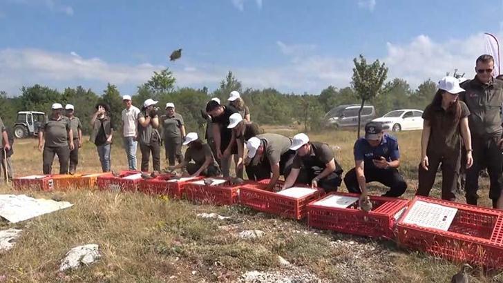 Kastamonu'da 2 bin 100 kınalı keklik doğaya salındı
