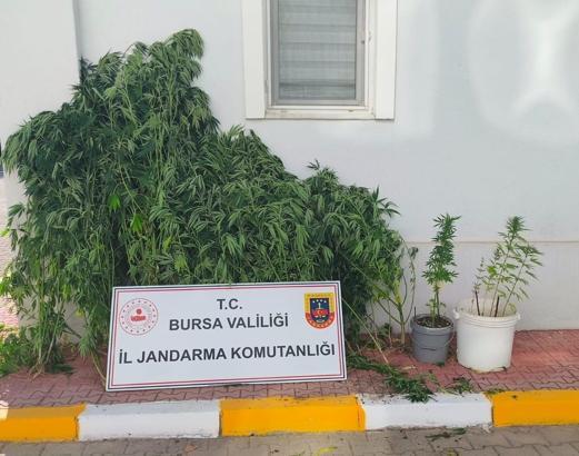 Bursa’da uyuşturucu operasyonu: 56 kök kenevir ele geçirildi