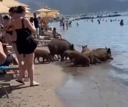 Marmaris'in yaban domuzları bile sıcağa dayanamadı